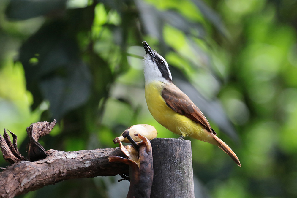 Great Kiskadee